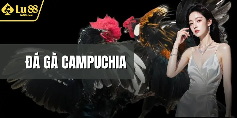 đá gà Cambuchia