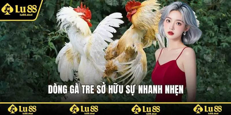 Dòng gà tre sở hữu sự nhanh nhẹn