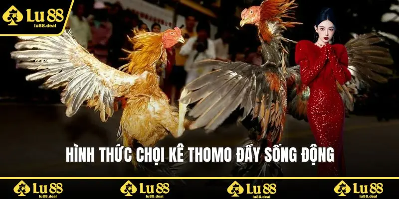 Hình thức chọi kê Thomo đầy sống động