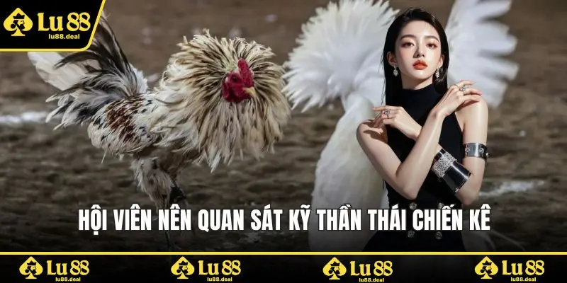 Hội viên nên quan sát kỹ thần thái chiến kê