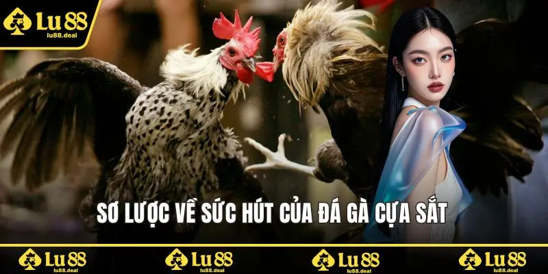 Sơ lược về sức hút của đá gà cựa sắt