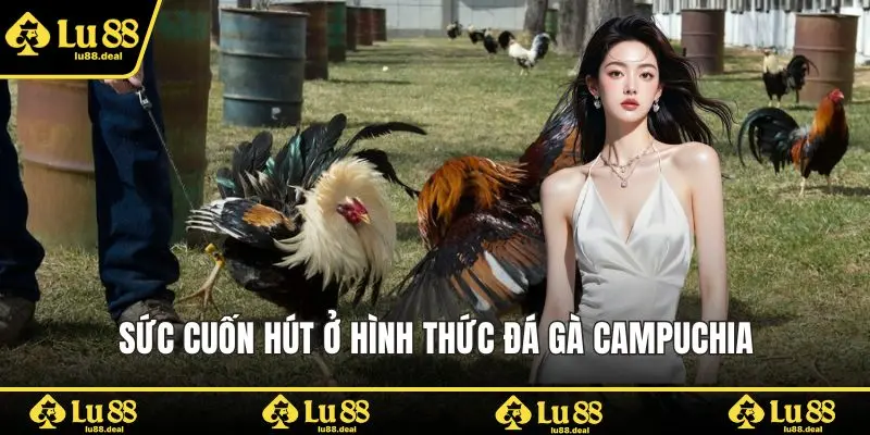 Sức cuốn hút ở hình thức đá gà Campuchia